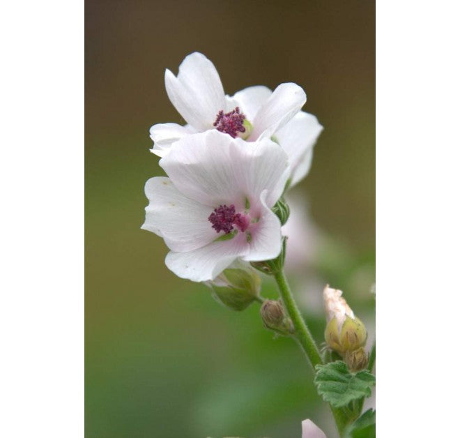 Rose Day Cream Light 5ml