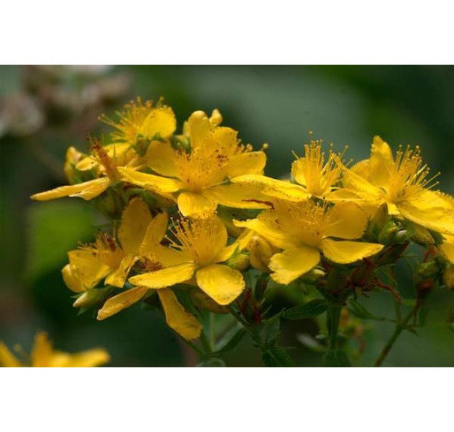 Blackthorn Toning Body Oil 10ml