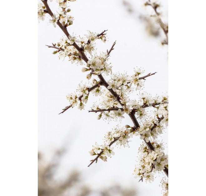 Blackthorn Toning Body Oil 10ml